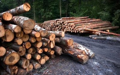 Understanding Timber Certification: Why Traceability Matters More Than Ever