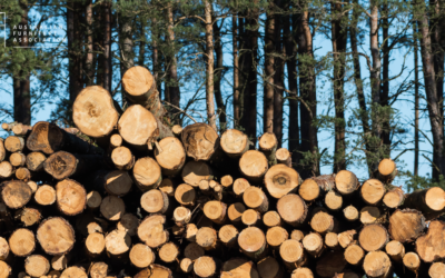U.S. Imposes Tariffs on Timber, Lumber, and Wood Products: Implications for the Australian Furniture Industry